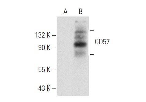 CD57 (HCD57): sc-53669. Western blot analysis of CD57 expression in non-transfected: sc-117752 (A) and human CD57 transfected: sc-175168 (B) 293T whole cell lysates.