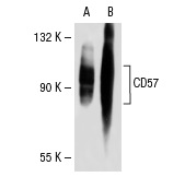 CD57 (HCD57): sc-53669. Western blot analysis of CD57 expression in non-transfected: sc-117752 (A) and human CD57 transfected: sc-110998 (B) 293T whole cell lysates.