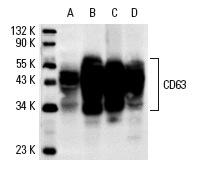 CD63 (MX-49.129.5): sc-5275. Western blot analysis of CD63 expression in T24 (A), SK-MEL-28 (B), CCD-1064Sk (C) and C32 (D) whole cell lysates.