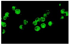 CD74 (LN-2): sc-6262. Immunofluorescence staining of methanol-fixed Ramos cells showing membrane localization.