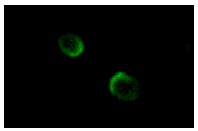 CD8 (2.43): sc-18860. Immunofluorescence staining of methanol-fixed CTLL-2 cells showing membrane staining.