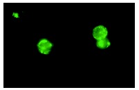 CD8-α (D-9): sc-7970. Immunofluorescence staining of methanol-fixed Jurkat cells showing membrane localization.