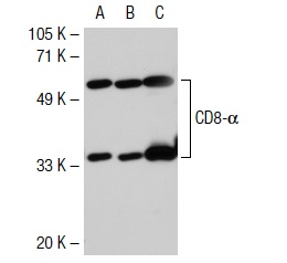 CD8-α (D-9): sc-7970. Western blot analysis of CD8-α expression in non-transfected 293T: sc-117752 (A), human CD8-α transfected 293T: sc-114219 (B) and human PBL (C) whole cell lysates.