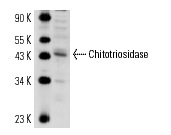 Chitotriosidase (N-16): sc-46858. Western blot analysis of Chitotriosidase expression in Hep G2 whole cell lysate.