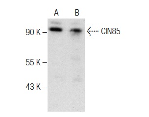 CIN85 (A-7): sc-166862. Western blot analysis of CIN85 expression in THP-1 (A) and Jurkat (B) whole cell lysates.