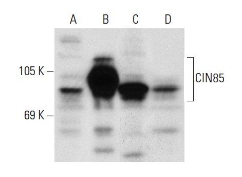CIN85 (H-300): sc-48746. Western blot analysis of CIN85 expression in non-transfected 293T: sc-117752 (A), human CIN85 transfected 293T: sc-175351 (B), THP-1 (C) and RAW 264.7 (D) whole cell lysates.