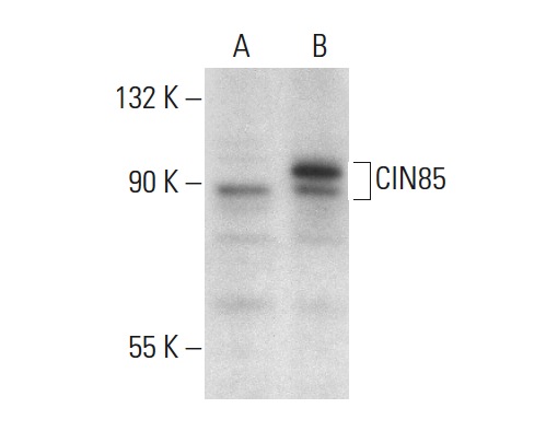 CIN85 (H-300): sc-48746. Western blot analysis of CIN85 expression in non-transfected: sc-117752 (A) and human CIN85 transfected: sc-175350 (B) 293T whole cell lysates.