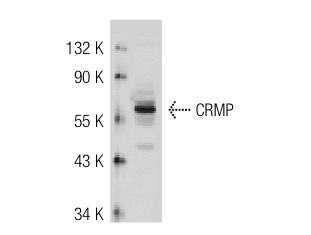 CRMP (H-300): sc-30228. Western blot analysis of CRMP expression in Jurkat whole cell lysate.