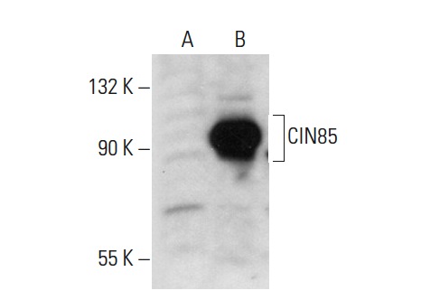 CIN85 (S-19): sc-22883. Western blot analysis of CIN85 expression in non-transfected: sc-117752 (A) and human CIN85 transfected: sc-175351 (B) 293T whole cell lysates.