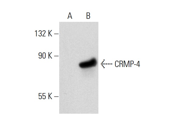 CRMP (H-300): sc-30228. Western blot analysis of CRMP-4 expression in non-transfected: sc-117752 (A) and human CRMP-4 transfected: sc-177099 (B) 293T whole cell lysates.