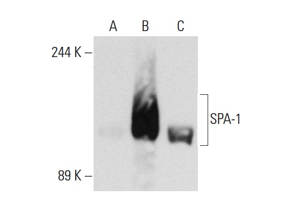 SPA-1 (B-7): sc-166219. Western blot analysis of SPA-1 expression in non-transfected: sc-117752 (A) and human SPA-1 transfected: sc-111824 (B) 293T whole cell lysates and CCRF-CEM nuclear extract (C).