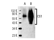 CS1 (162.1): sc-53577. Western blot analysis of CS1 expression in human PBL (A) and NK-92 (B) whole cell lysates.
