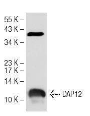 DAP12 (G-5): sc-133174. Western blot analysis of DAP12 expression in U-937 whole cell lysate.