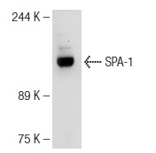 SPA-1 (B-7): sc-166219. Western blot analysis of SPA-1 expression in CCRF-CEM whole cell lysate.