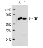 EBF (H-300): sc-33552. Western blot analysis of EBF expression in human PBL (A) and A549 (B) whole cell lysates.