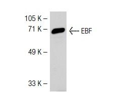 EBF (H-300): sc-33552. Western blot analysis of EBF expression in human PBL whole cell lysate.