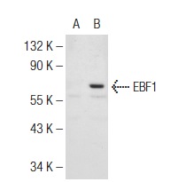 EBF (H-300): sc-33552. Western blot analysis of EBF1 expression in non-transfected: sc-117752 (A) and human EBF1 transfected: sc-177162 (B) 293T whole cell lysates.