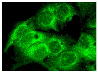 ERp5 (G-5): sc-365260. Immunofluorescence staining of formalin-fixed Hep G2 cells showing cytoplasmic localization.