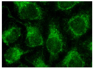 ERp5 (N-16): sc-107533. Immunofluorescence staining of methanol-fixed HeLa cells showing cytoplasmic localization.