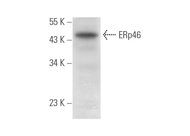 ERp46 (F-3): sc-271465. Western blot analysis of ERp46 expression in Hep G2 whole cell lysate.