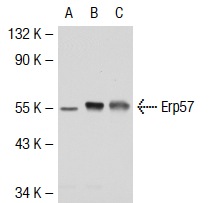ERp57 (H-220): sc-28823. Western blot analysis of ERp57 expression in non-transfected 293T: sc-117752 (A), mouse ERp57 transfected 293T: sc-126807 (B) and Daudi (C) whole cell lysates.