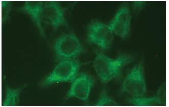 SPA-1 (B-7): sc-166219. Immunofluorescence staining of methanol-fixed HeLa cells showing perinuclear and cytoplasmic localization.