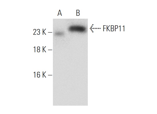 FKBP11 (D-14): sc-83818. Western blot analysis of FKBP11 expression in non-transfected: sc-110760 (A) and human FKBP11 transfected: sc-174263 (B) 293 whole cell lysates.