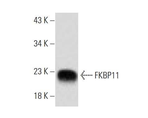 FKBP11 (D-14): sc-83818. Western blot analysis of FKBP11 expression in mouse pancreas tissue extract.