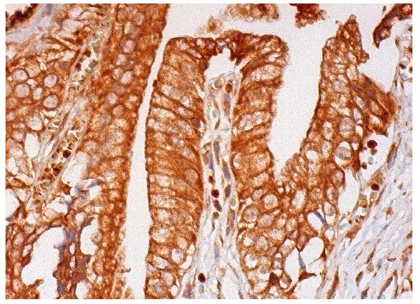 FKBP11 (D-14): sc-83818. Immunoperoxidase staining of formalin fixed, paraffin-embedded human gall bladder tissue showing membrane and cytoplasmic staining of glandular cells.