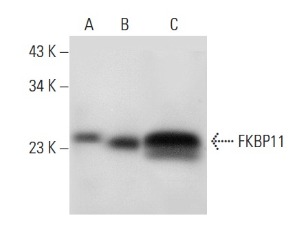 FKBP11 (D-14): sc-83818. Western blot analysis of FKBP11 expression in human spleen (A) and mouse spleen (B) tissue extracts and Jurkat whole cell lysate (C).