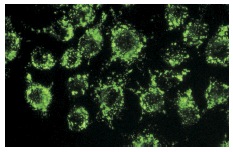 LAMP-1 (1D4B): sc-19992. Immunofluorescence staining of methanol-fixed NIH/3T3 cells showing cytoplasmic localization.