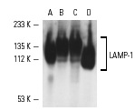 LAMP-1 (1D4B): sc-19992. Western blot analysis of LAMP-1 expression in NIH/3T3 (A), RAW 264.7 (B), J774A.1 (C) and Sol8 (D) whole cell lysates.