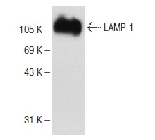 goat anti-rat IgG-HRP: sc-2065. Western blot analysis of LAMP-1 expression in Sol8 whole cell lysate. Antibody tested: LAMP-1 (1D4B): sc-19992.