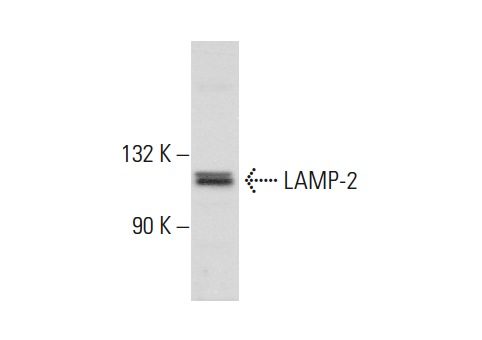 LAMP-2 (H-207): sc-5571. Western blot analysis of LAMP-2 expression in Y79 whole cell lysate.