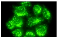 LAMP-2 (H4B4): sc-18822. Immunofluorescence staining of methanol-fixed HeLa cells showing membrane staining.
