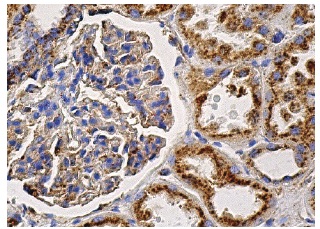 LAMP-2 (H4B4): sc-18822. Immunoperoxidase staining of formalin fixed, paraffin-embedded human kidney tissue showing cytoplasmic staining of cells in tubules.