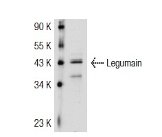 Legumain (H-300): sc-67163. Western blot analysis of Legumain expression in JEG-3 whole cell lysate.