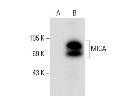 MICA/B (C-19): sc-5459. Western blot analysis of MICA expression in non-transfected: sc-117752 (A) and human MICA transfected: sc-113460 (B) 293T whole cell lysates.