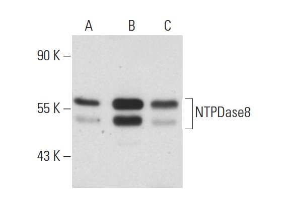 NTPDase8 (K-14): sc-160608. Western blot analysis of NTPDase8 expression in MIA PaCa-2 (A), NTERA-2 cl.D1 (B) and WI 38 (C) whole cell lysates.