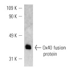 Ox40 (BER-Act35): sc-20073. Western blot analysis of human recombinant Ox40 fusion protein.
