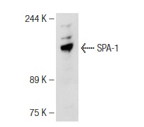 SPA-1 (C-1): sc-137043. Western blot analysis of SPA-1 expression in CCRF-CEM whole cell lysate.