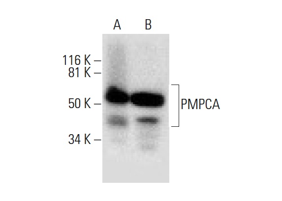 PMPCA (B-8): sc-390471. Western blot analysis of PMPCA expression in SK-BR-3 (A) and HL-60 (B) whole cell lysates.