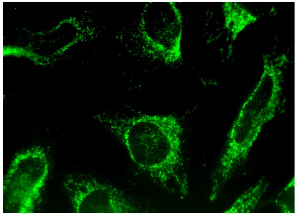 PMPCA (B-8): sc-390471. Immunofluorescence staining of methanol-fixed HeLa cells showing mitochondrial localization.