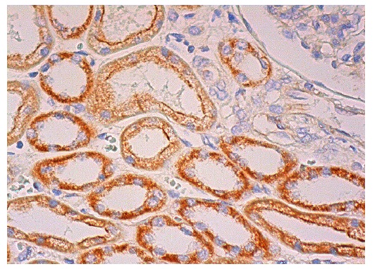 PMPCA (B-8): sc-390471. Immunoperoxidase staining of formalin fixed, paraffin-embedded human kidney tissue showing cytoplasmic staining of cells in tubules.