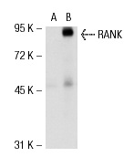RANK (H-300): sc-9072. Western blot analysis of RANK expression in non-transfected: sc-117752 (A) and mouse RANK transfected: sc-122962 (B) 293T whole cell lysates.
