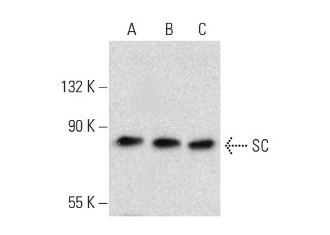 SC (H-300): sc-20656. Western blot analysis of SC expression in HeLa (A), AN3 CA (B) and SW480 (C) whole cell lysates.