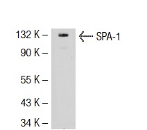 SPA-1 (H-300): sc-67094. Western blot analysis of SPA-1 expression in Ramos whole cell lysate.