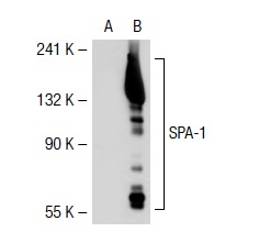 SPA-1 (H-300): sc-67094. Western blot analysis of SPA-1 expression in non-transfected: sc-117752 (A) and human SPA-1 transfected: sc-111824 (B) 293T whole cell lysates.