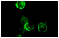TM (D-3): sc-13164. Immunofluorescence staining of methanol-fixed THP-1 cells showing membrane localization.