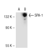 SPA-1 (H-300): sc-67094. Western blot analysis of SPA-1 expression in non-transfected: sc-117752 (A) and mouse SPA-1 transfected: sc-123727 (B) 293T whole cell lysates.